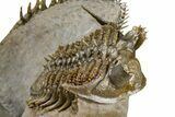 Triple Erbenochile Trilobite Association - Foum Zguid, Morocco #381177-16